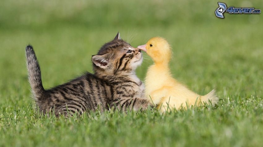 chat et le poulet