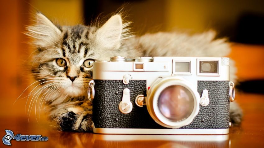 appareil photo, chaton brun