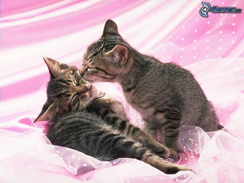 baiser de chats, amour, repos