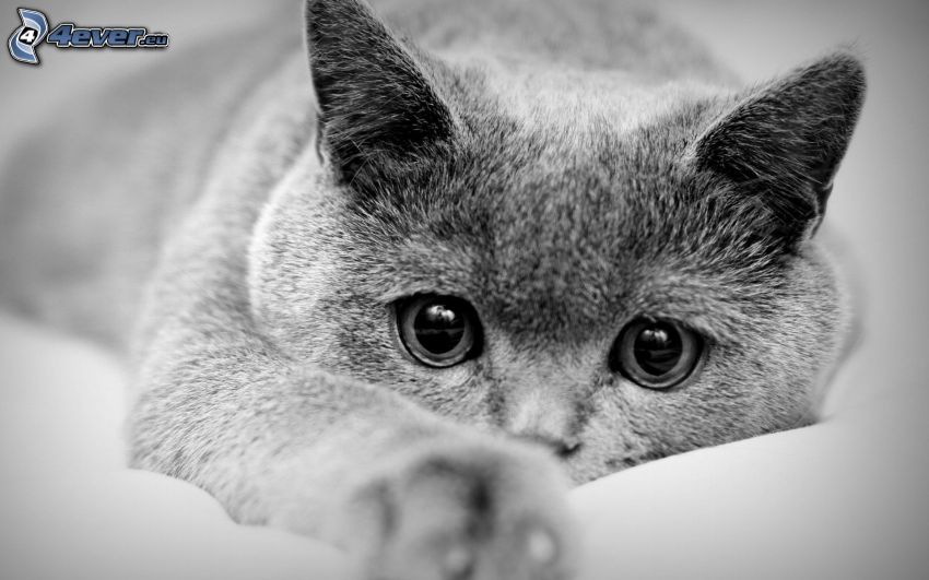 british shorthair, photo noir et blanc, regard de chats
