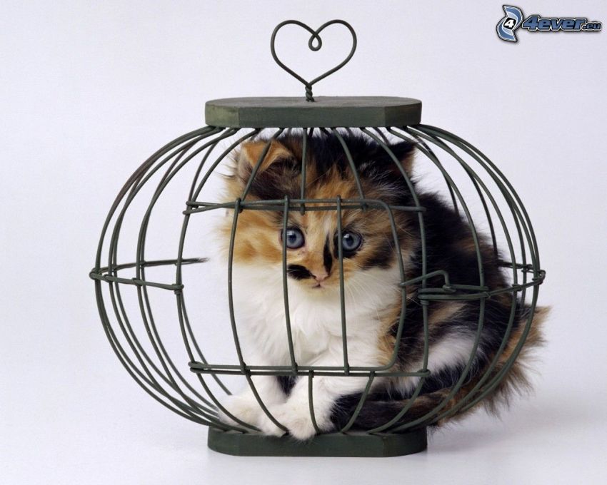 chat, cage