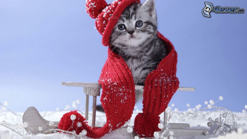 chat, écharpe, chapeau, l'hiver