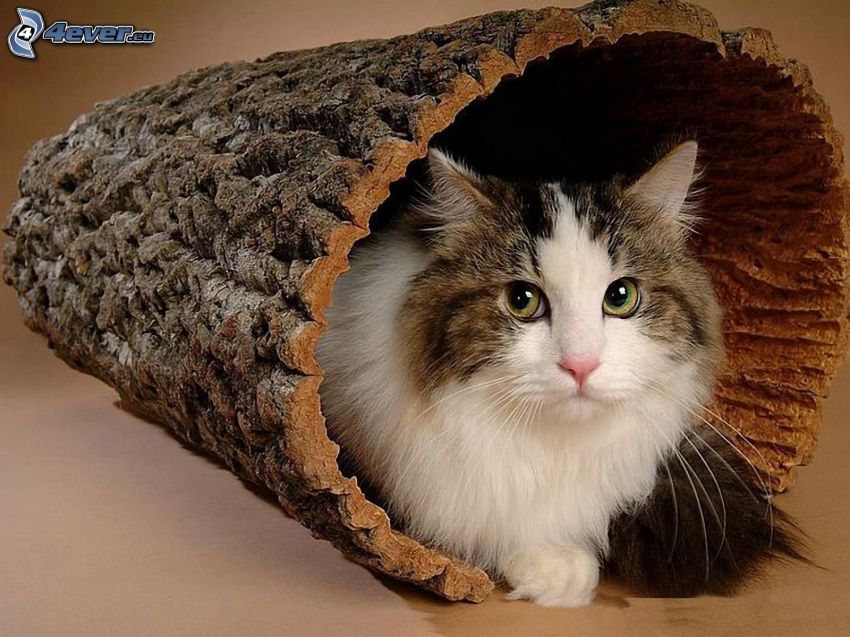 chat, écorce d'arbre, tronc