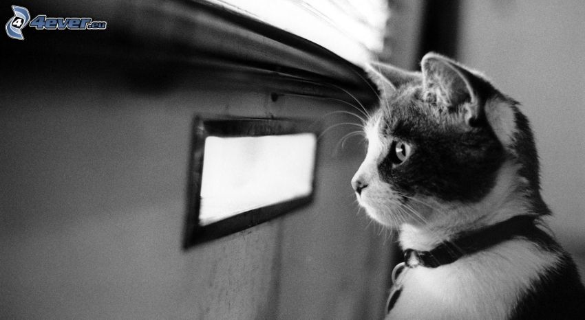 chat, fenêtre, noir et blanc