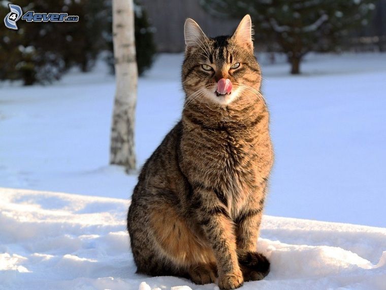 chat, neige