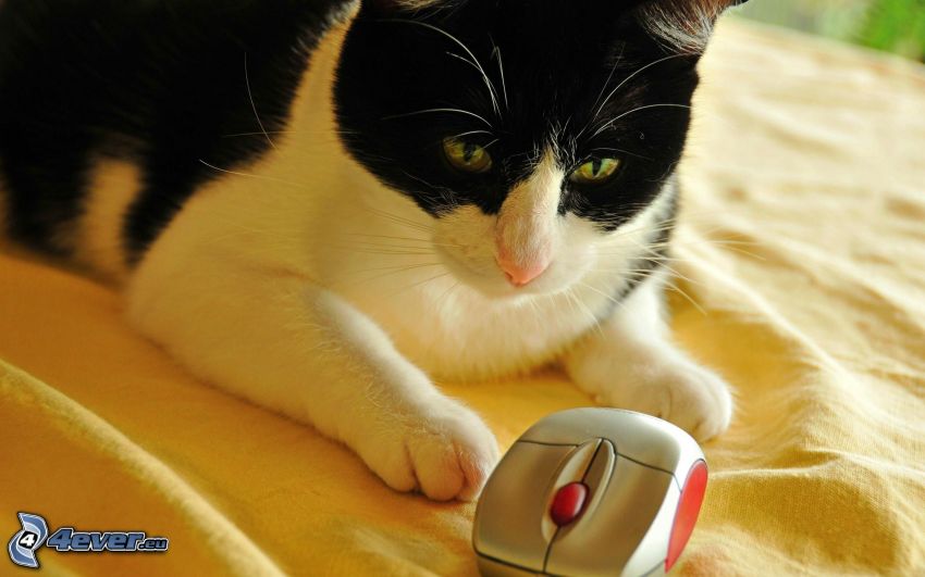 chat, souris d'ordinateur