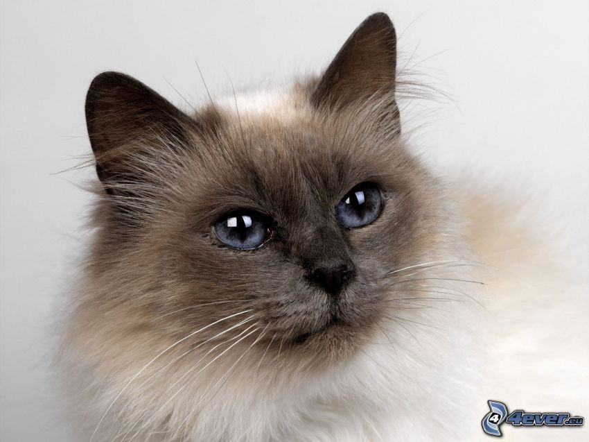 chat avec les yeux bleus