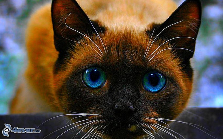 chat avec les yeux bleus