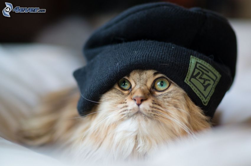 chat avec un chapeau