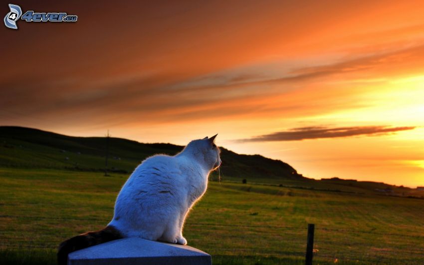 chat blanc, coucher du soleil orange