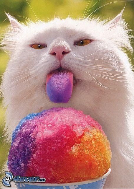 chat blanc, crème glacée