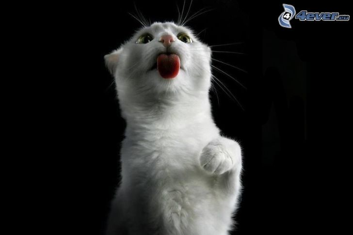 chat blanc, langue tiré