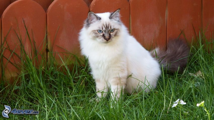 chat blanc, l'herbe, clôture