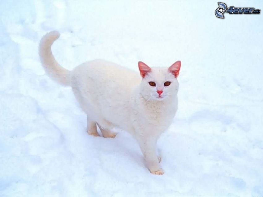 chat blanc, neige