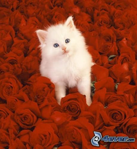 chat blanc, roses rouges