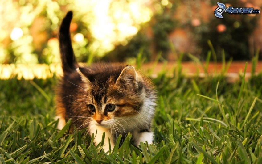 chat dans l'herbe