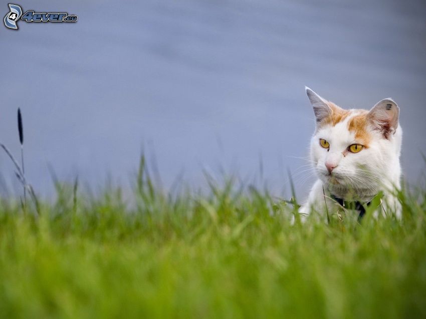 chat dans l'herbe