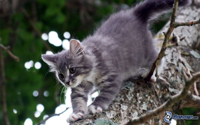 chat dans un arbre