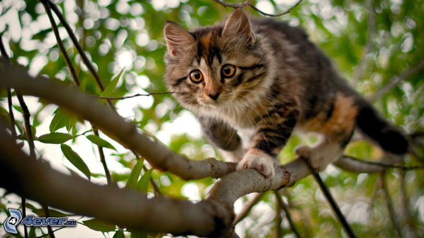 chat dans un arbre