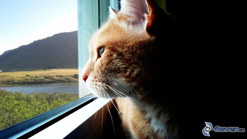 chat devant la fenêtre