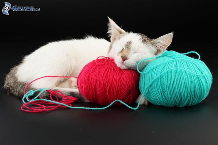 chat dormant, pelotes, laine