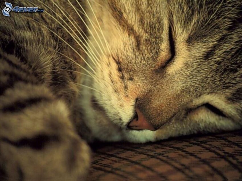 chat dormant, visage de chat