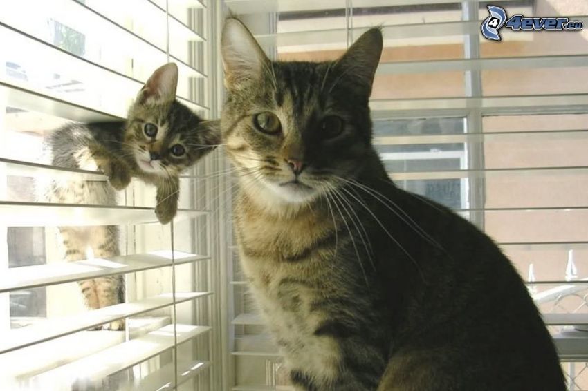 chat et chaton