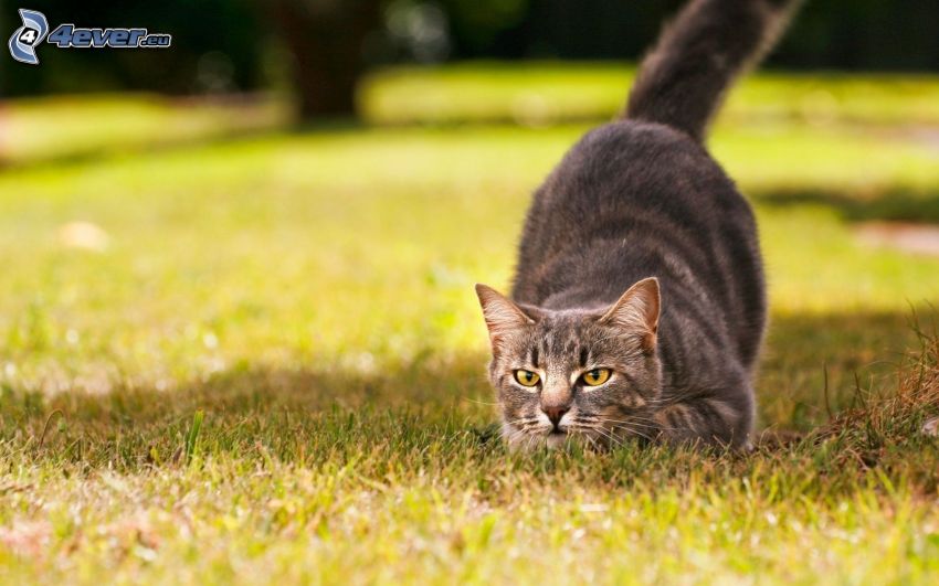 chat gris, chasse, pelouse