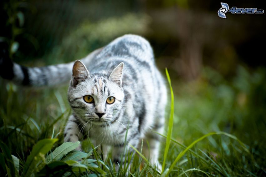chat gris, chat dans l'herbe