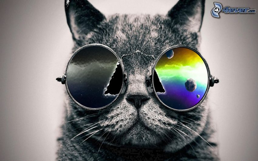 chat gris, lunettes de soleil