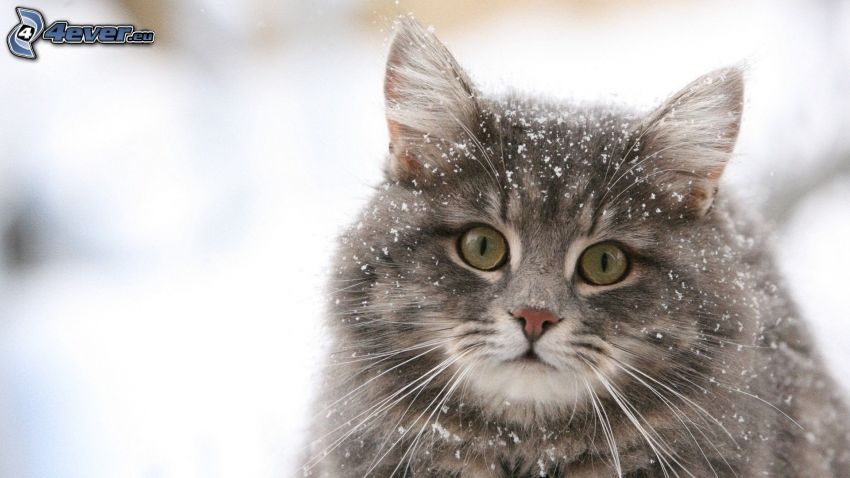 chat gris, neige