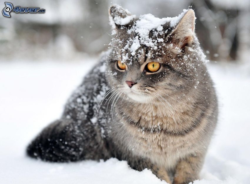 chat gris, neige