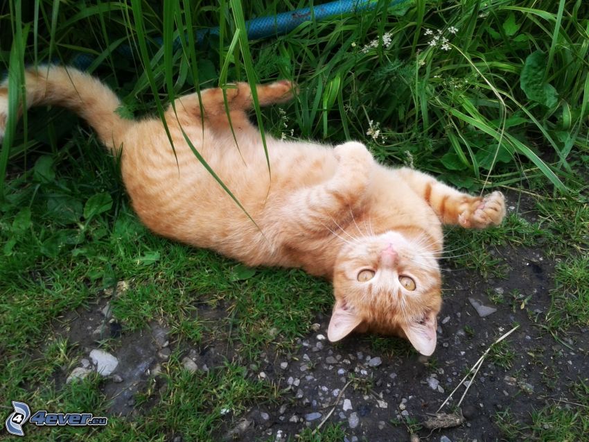 chat jouant, chat roux, l'herbe