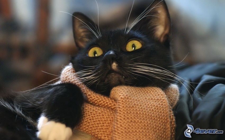 chat noir, écharpe
