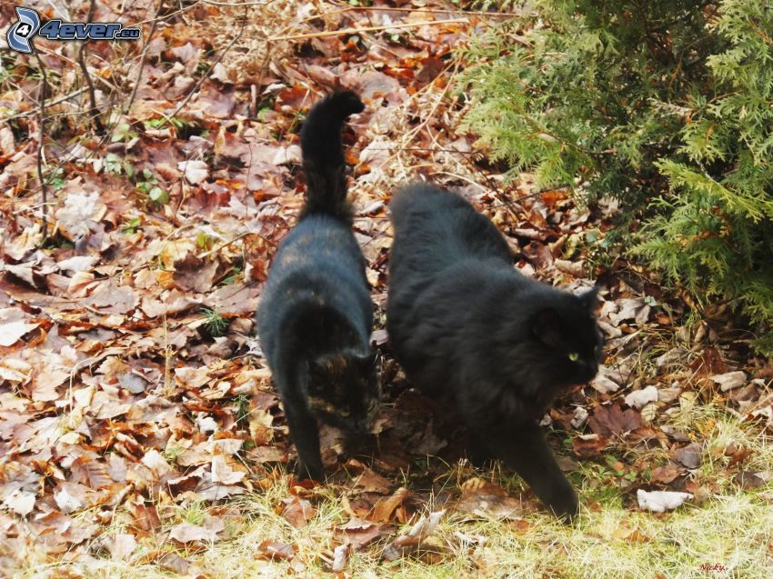 chat noir, feuilles, conifère