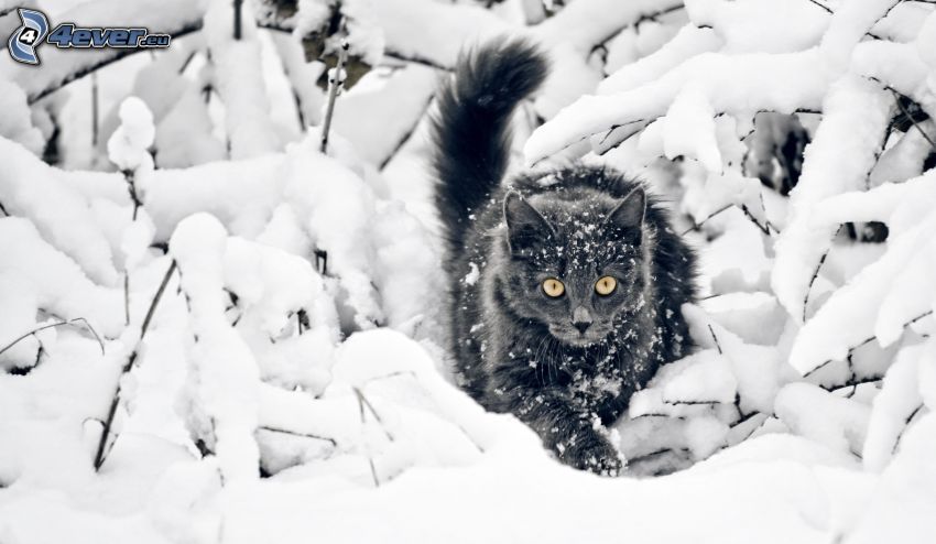 chat noir, neige