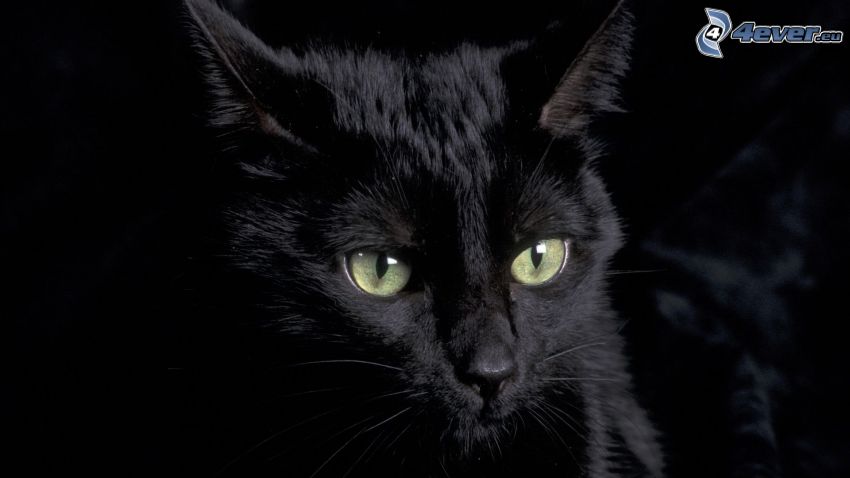 chat noir, obscurité