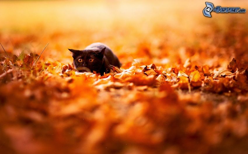 chat noir, peur, les feuilles tombées