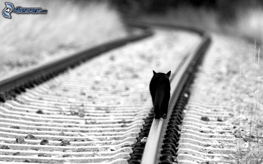 chat noir, rails