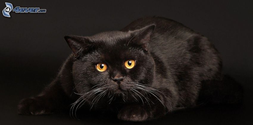 chat noir, regard de chats
