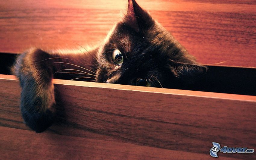 chat noir, tiroir