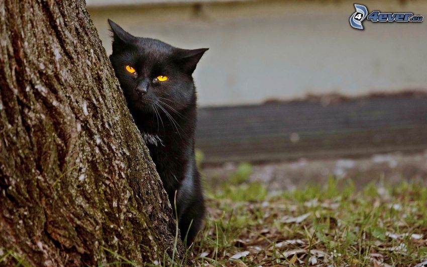 chat noir, tronc