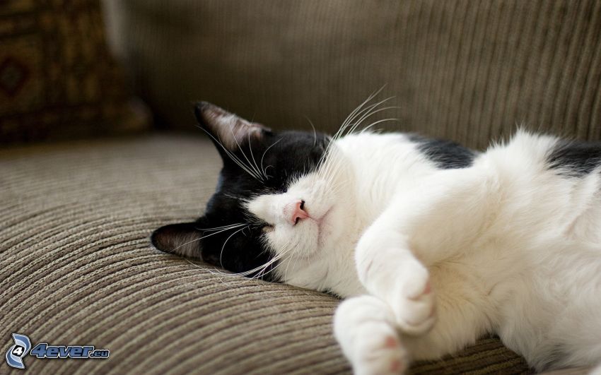 chat noir blanc, dormir