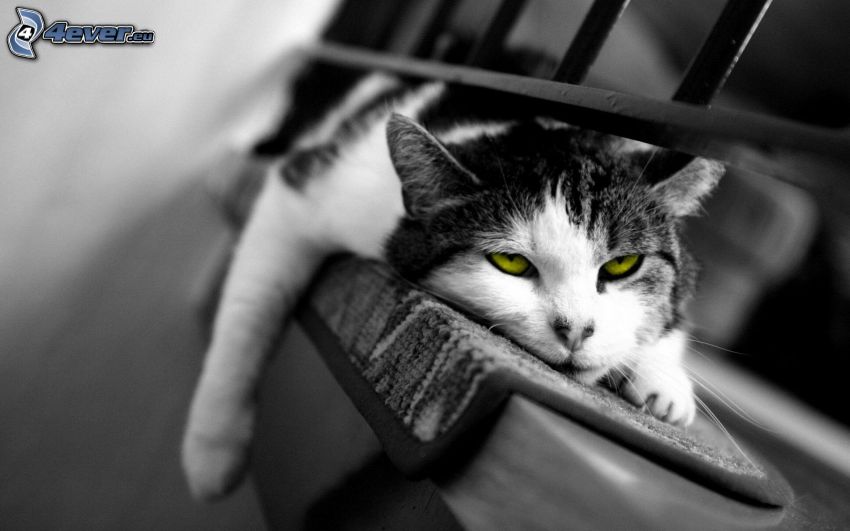 chat paresseux, yeux de chat vert, repos