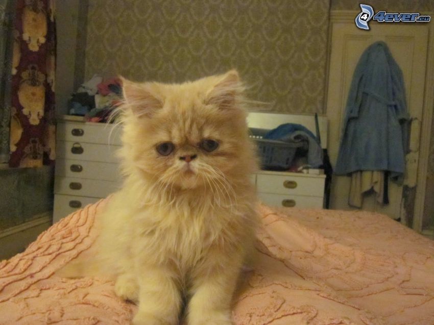 chat persan, chambre