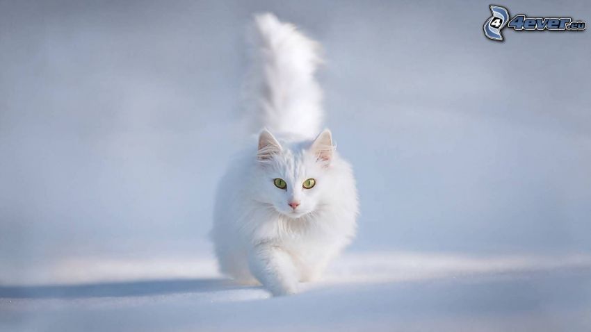 chat persan, chat blanc, neige