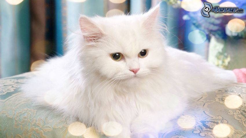 chat persan, chat blanc