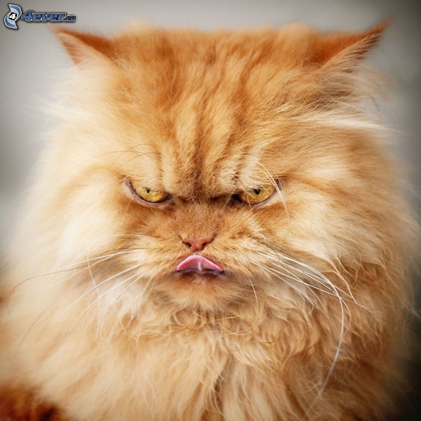 chat persan, chat roux, colère