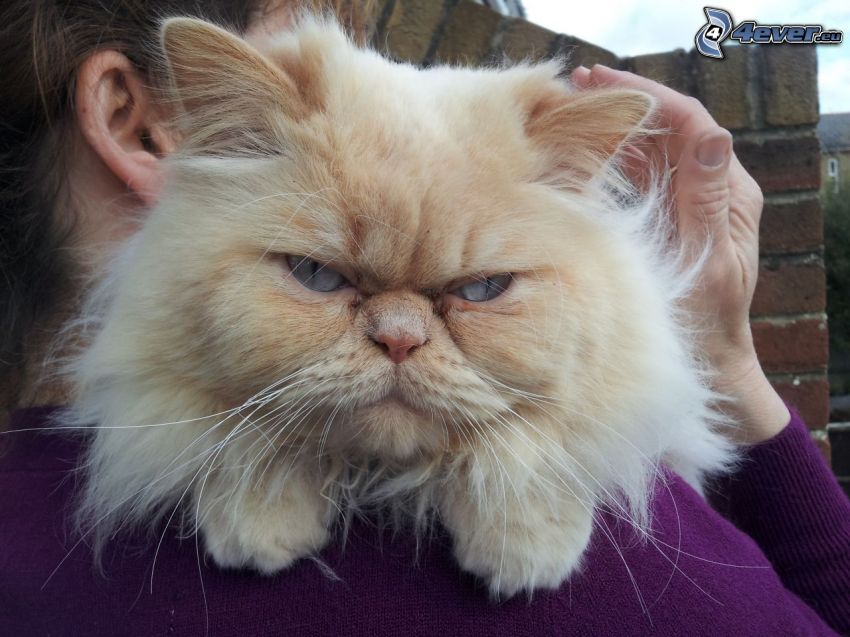 chat persan, colère