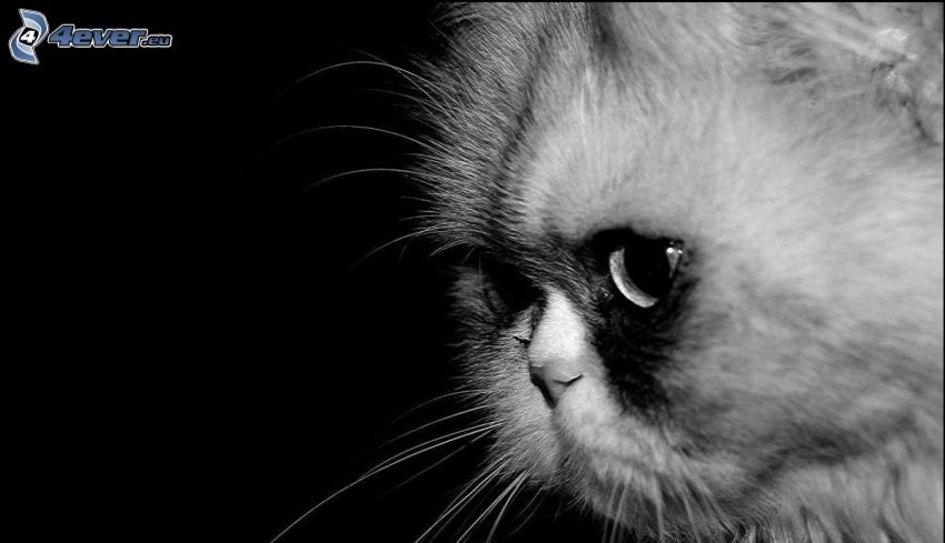 chat persan, noir et blanc